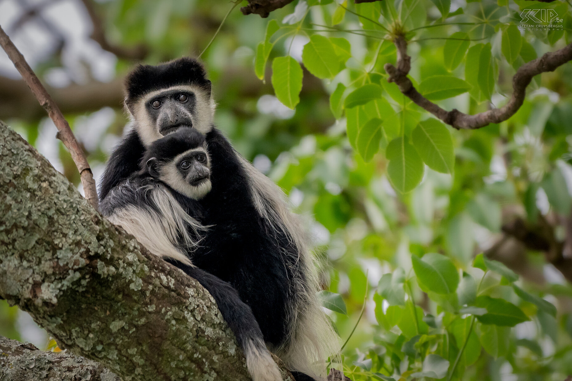 Lake Naivasha - Black-and-white colobus with baby Eastern black-and-white colobus monkey with baby (guereza, colobus guereza) on the shores of Lake Naivasha Stefan Cruysberghs